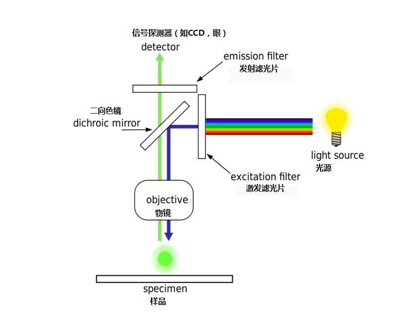 熒光顯微鏡原理