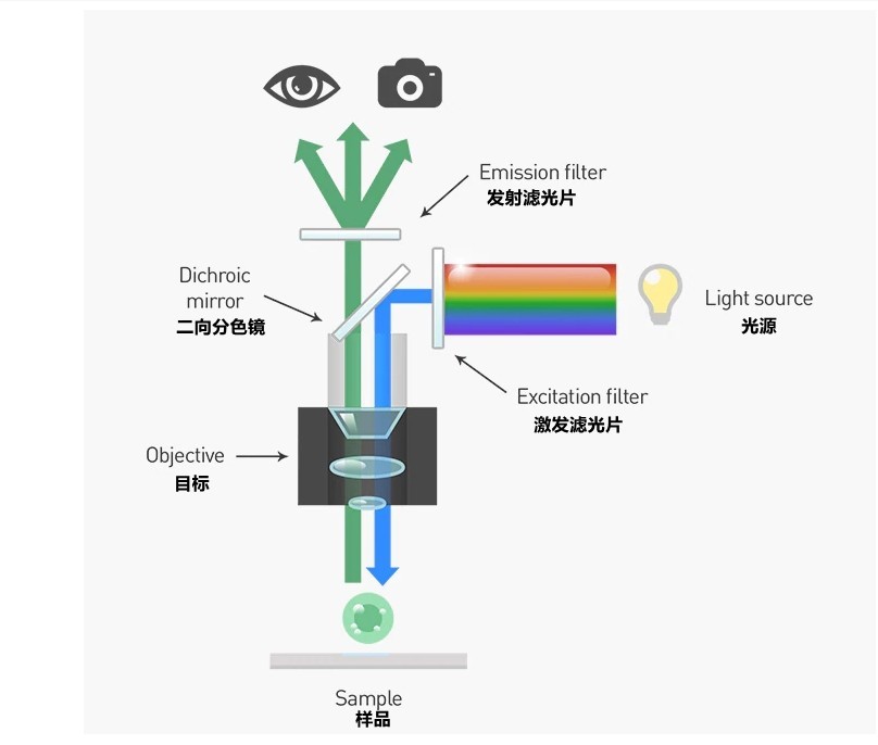 二向色鏡熒光顯微鏡分析應用原理圖